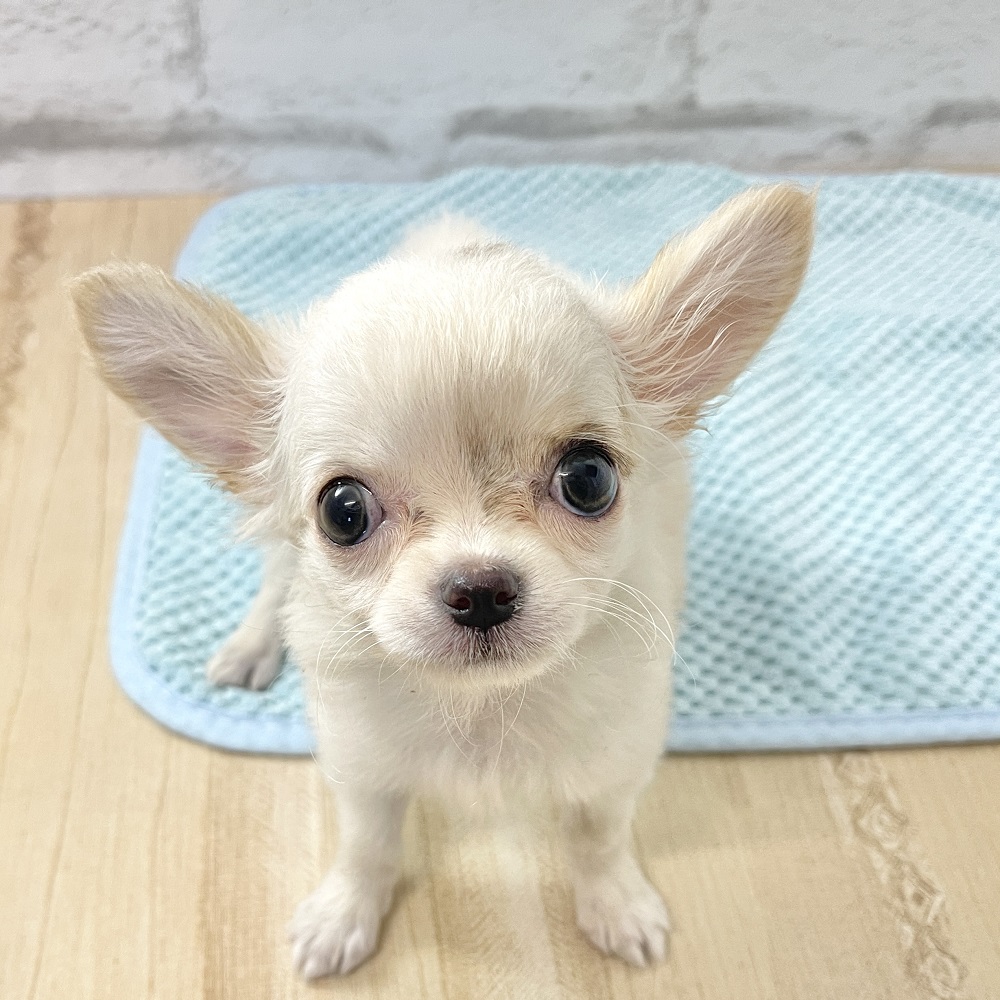 おっとりマイペースなチワワちゃん♥＊ペットショップ犬の家京都
